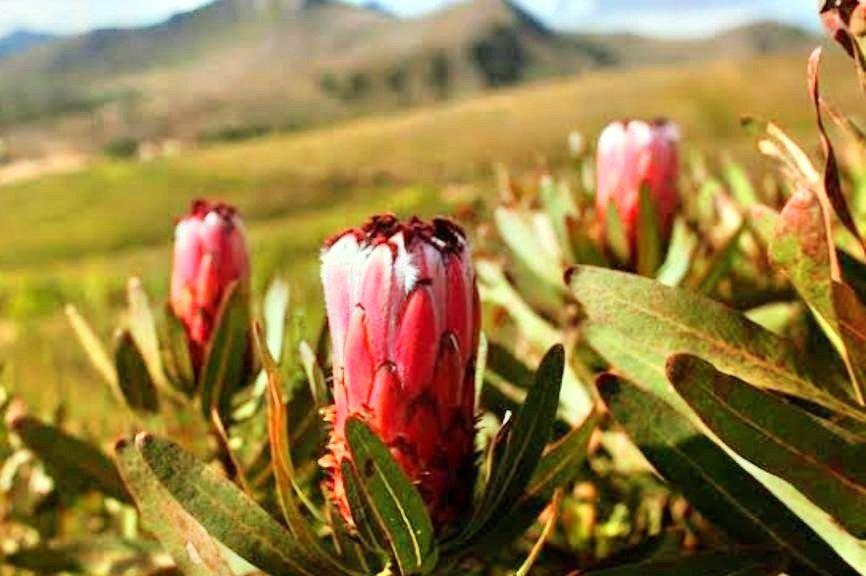 0 Bedroom Property for Sale in Humansdorp Rural Eastern Cape